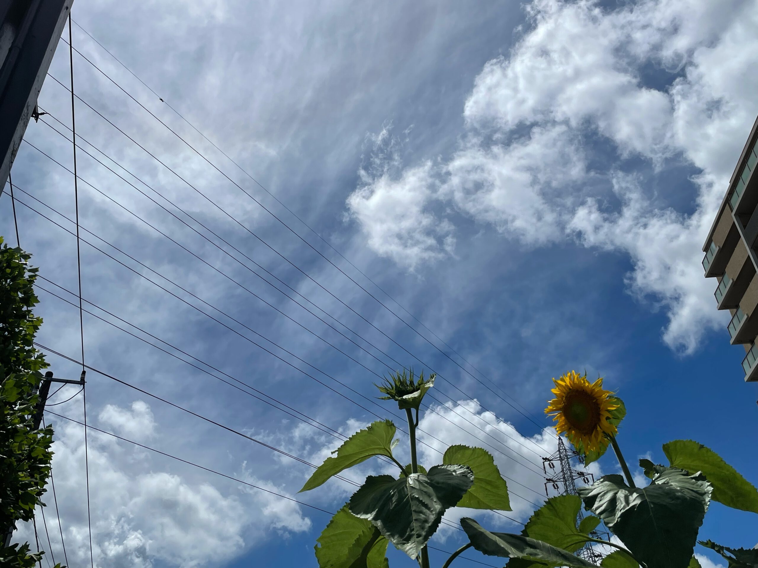 梅雨明け宣言